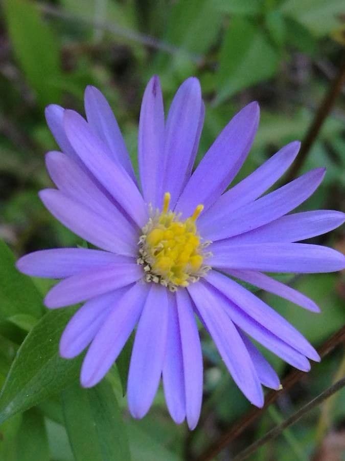 Aster gawędka 6