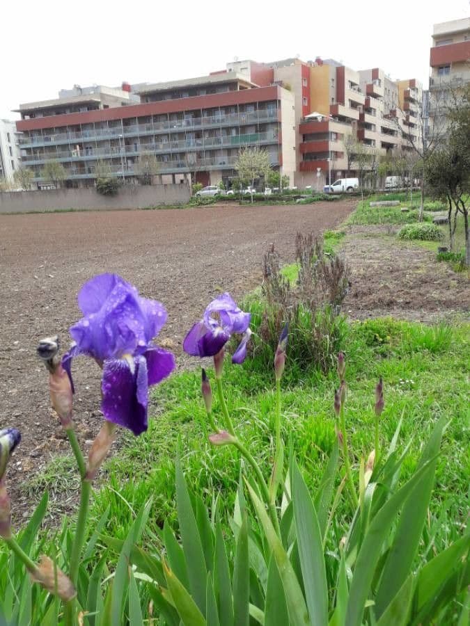 Iris lutescens 11
