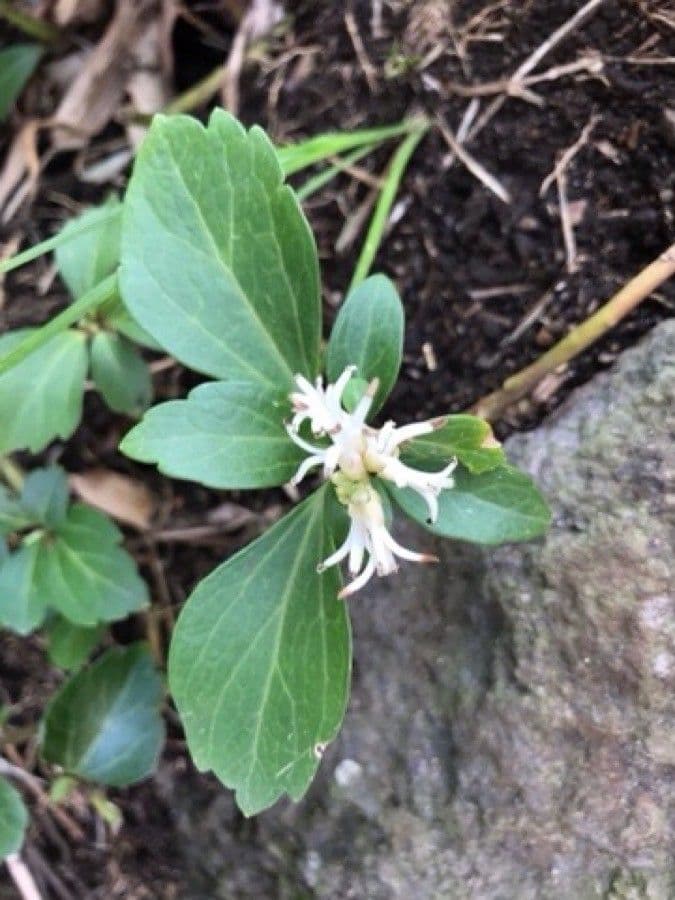 Pachysandra terminale 10