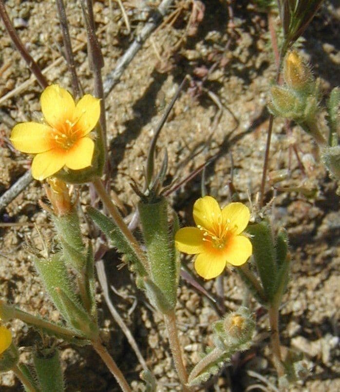 Mentzelia Veatcha