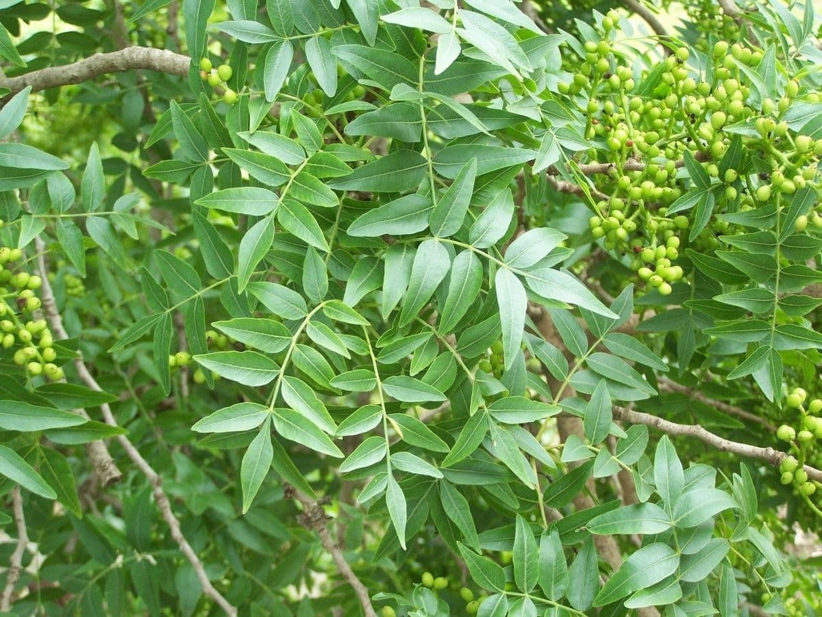 Pistacia 10