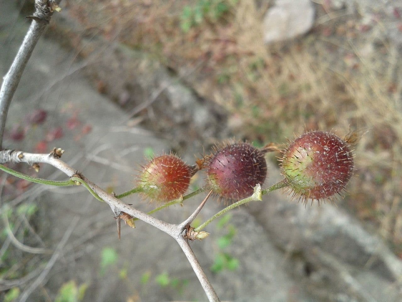 Fuchsiöse johannisbeere 4
