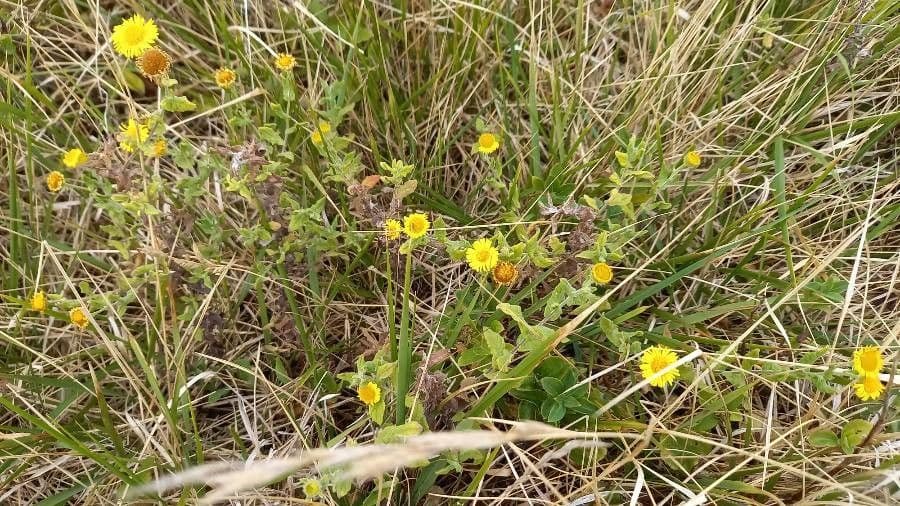 Pulicaria dysenterica 7