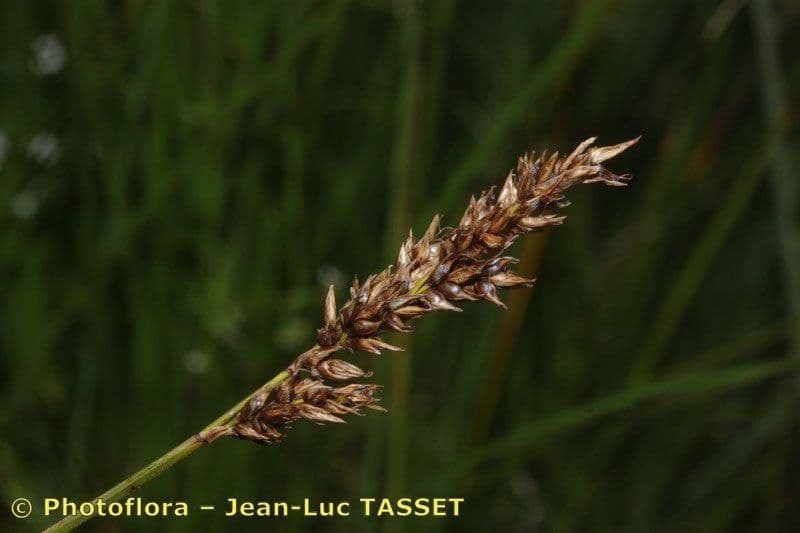 Carice appropinquata 7