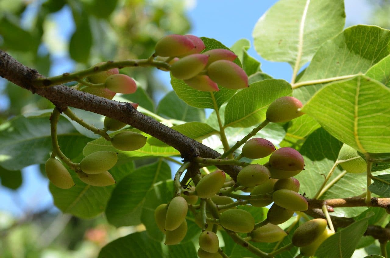 Pistacchio 9