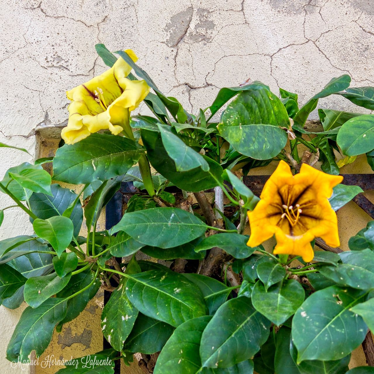 Solandra grandiflora 8