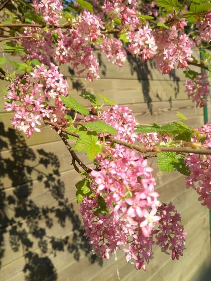 Ribes a fiori 30
