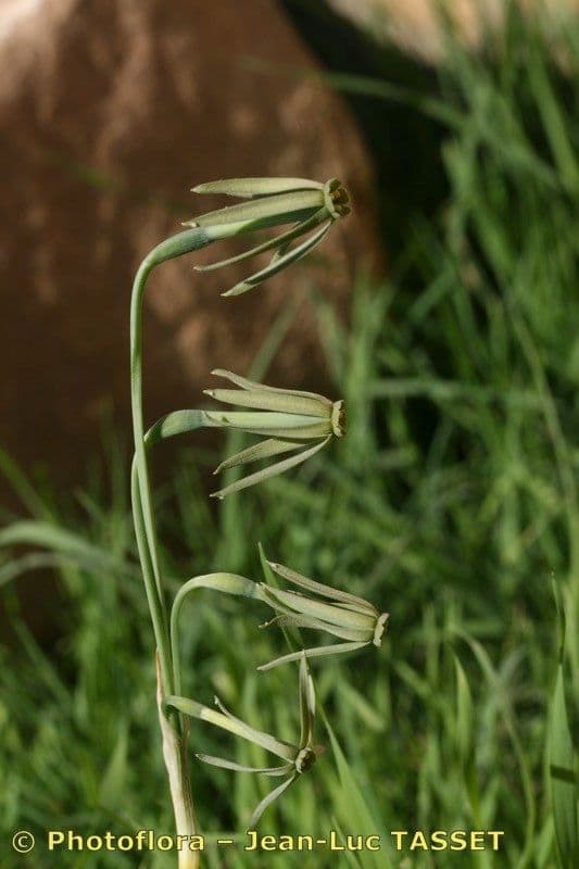 Narciso 4