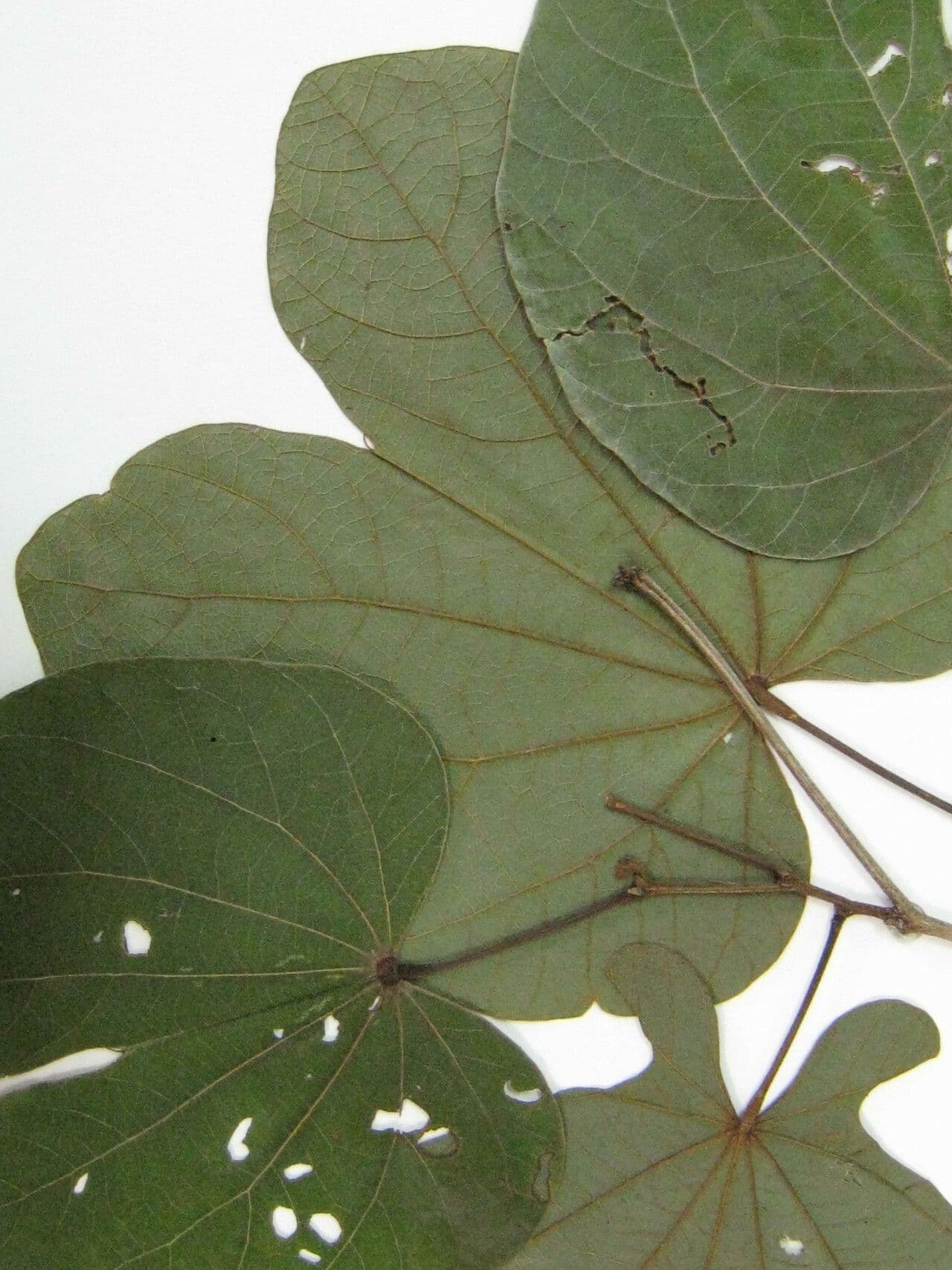 Bauhinia 4