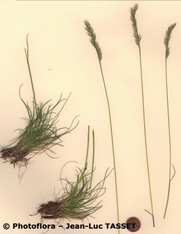 Festuca annerente 2