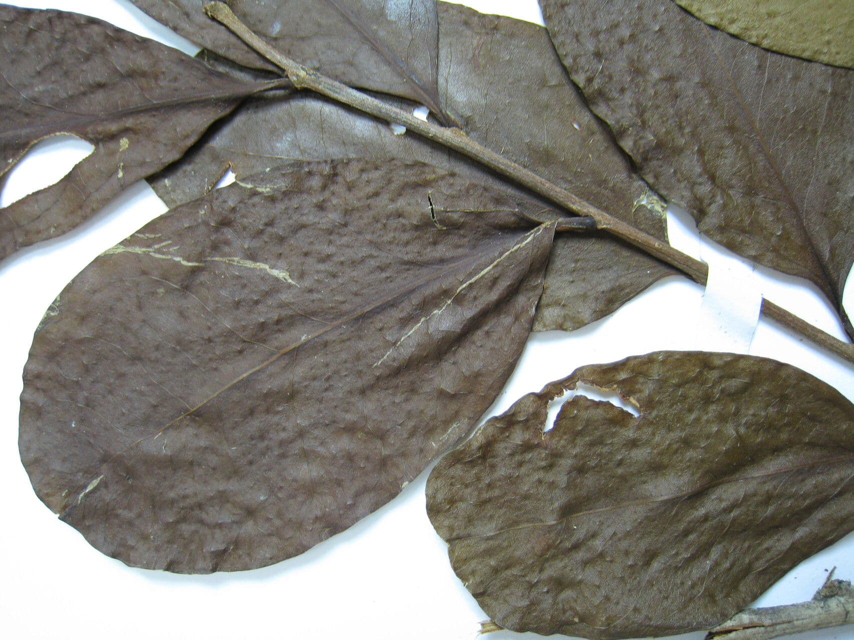 Chaunochiton 10