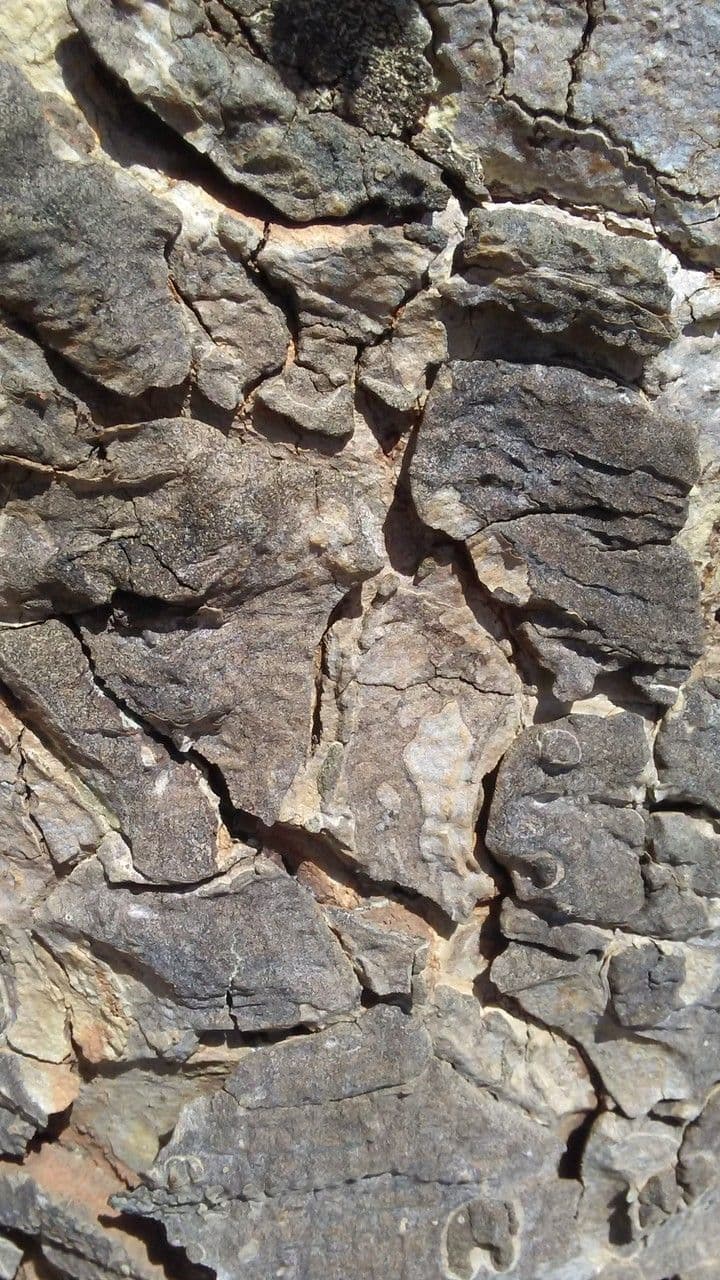Daniellia 15