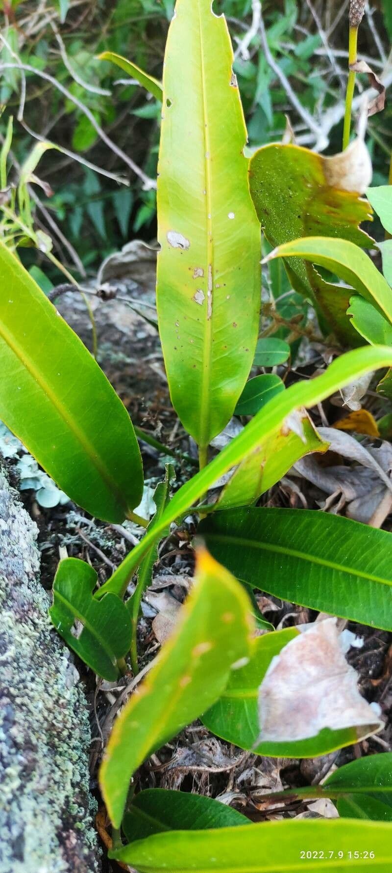 Elaphoglossum 5
