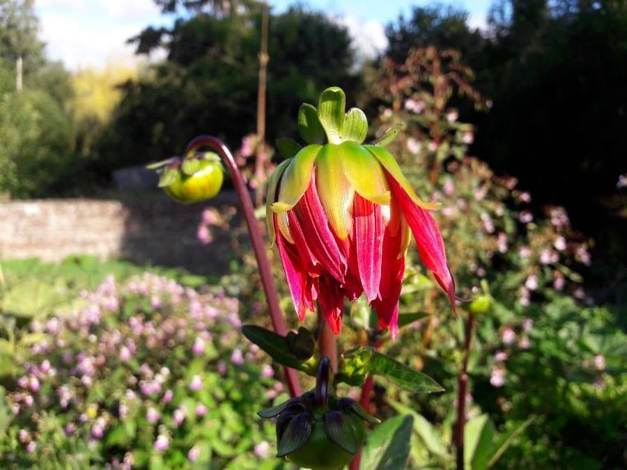 Dalia 5
