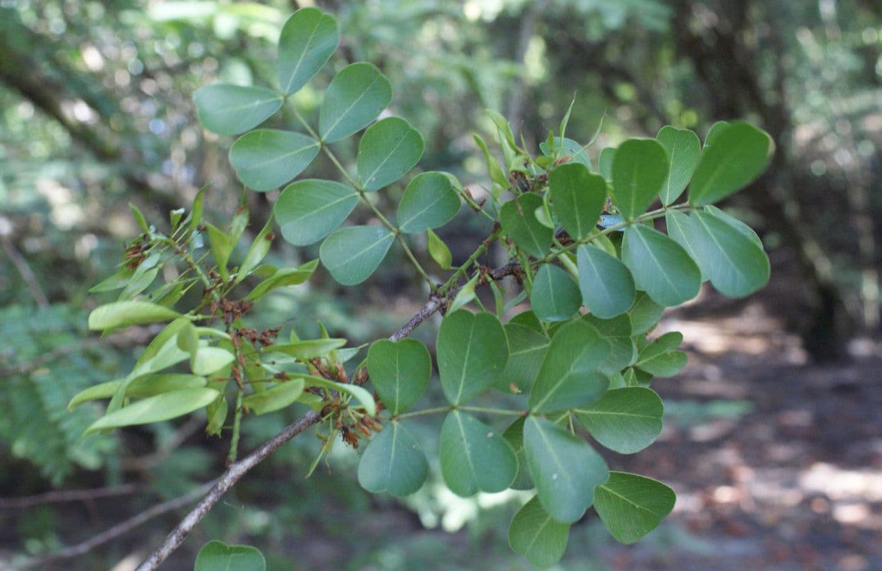 Bois de Campêche 16