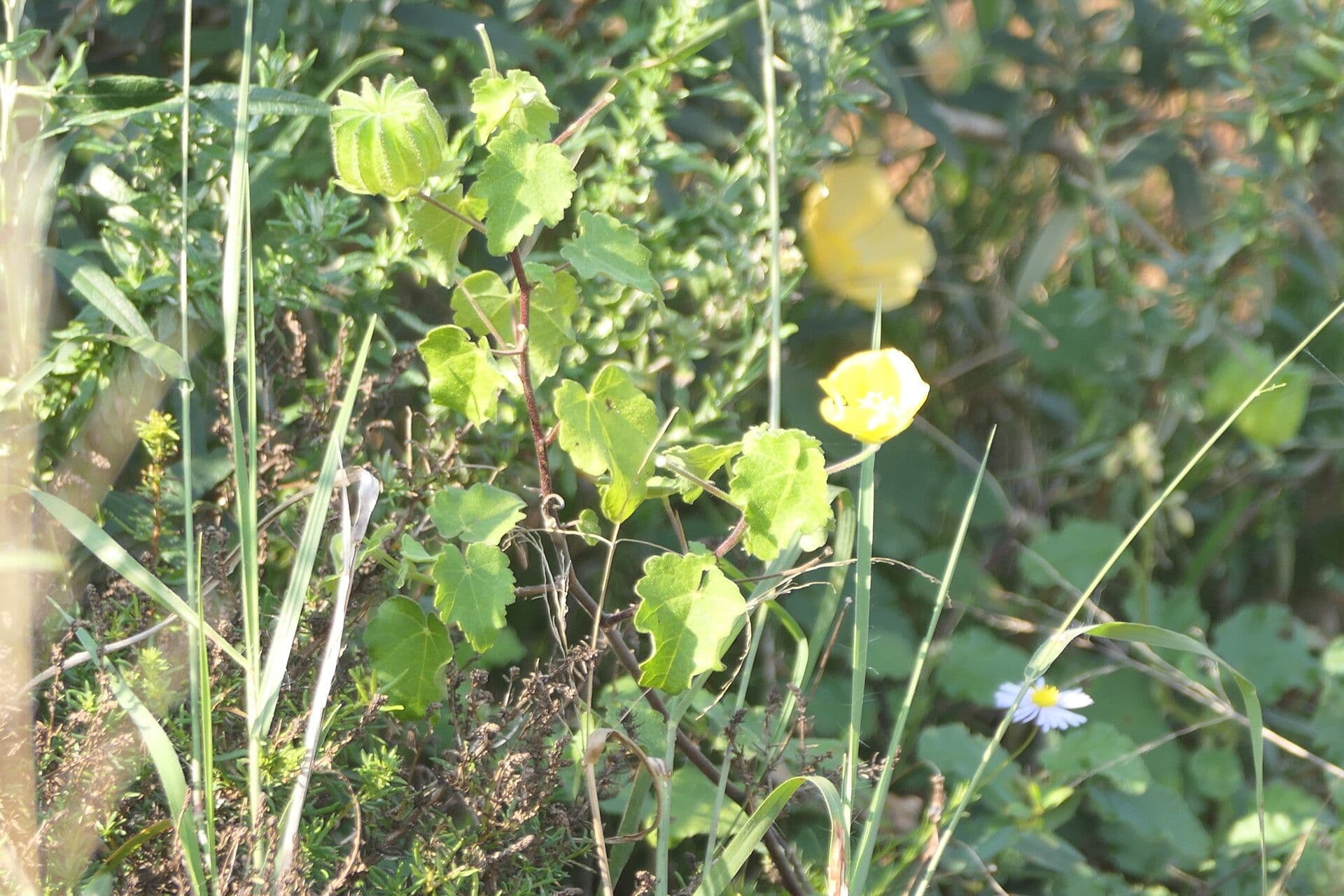 Pavonia