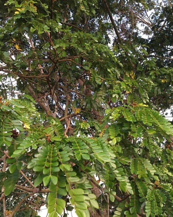 Pararchidendron 2