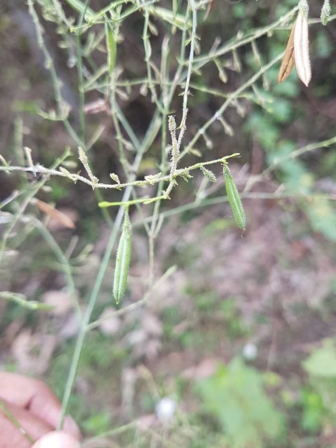 Andrographis paniculata 4
