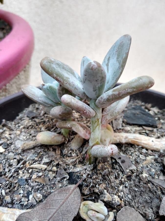 Pachyphytum