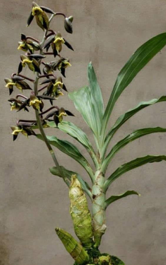 Catasetum maculato 12