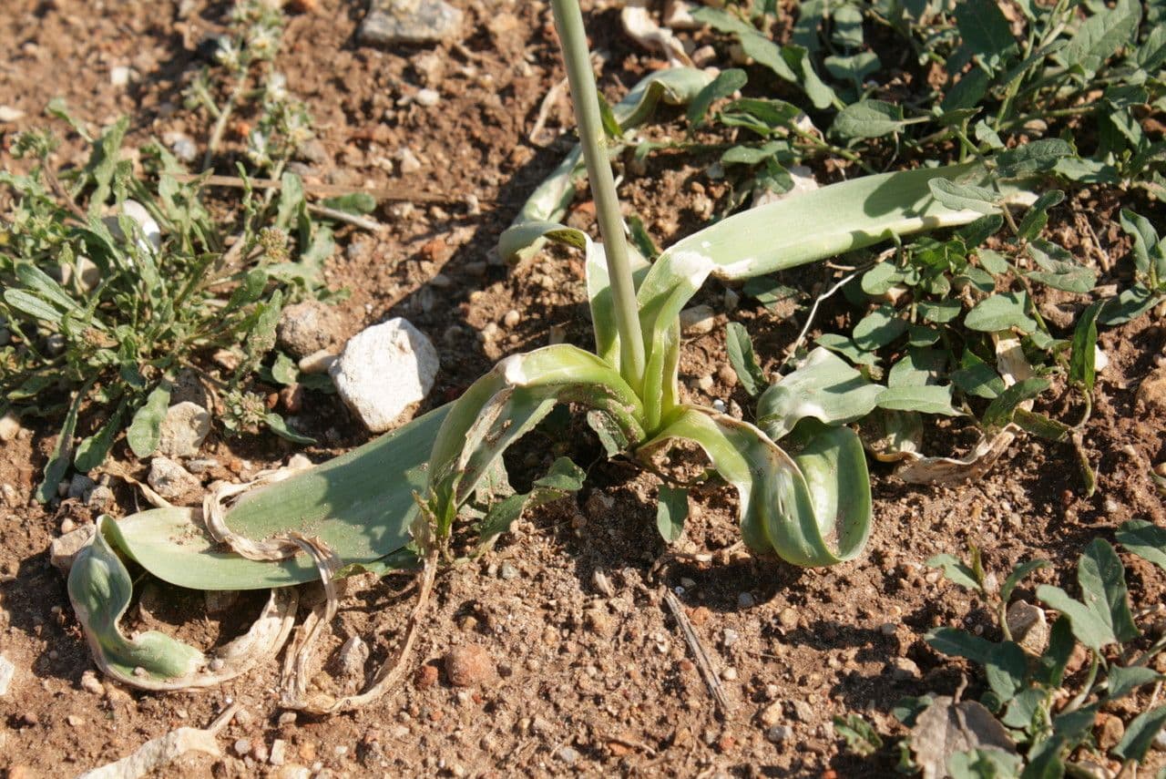 Aglio di Cyril 10