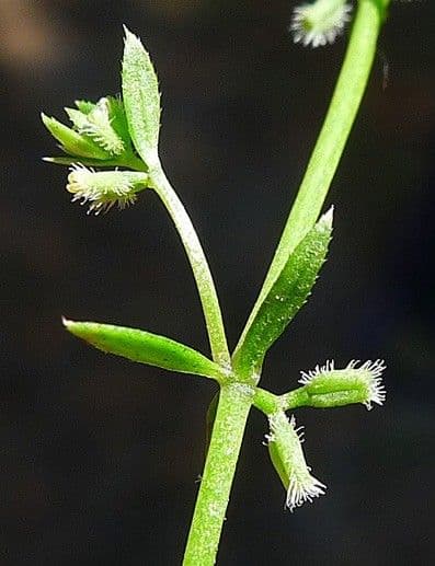Galium murale 27