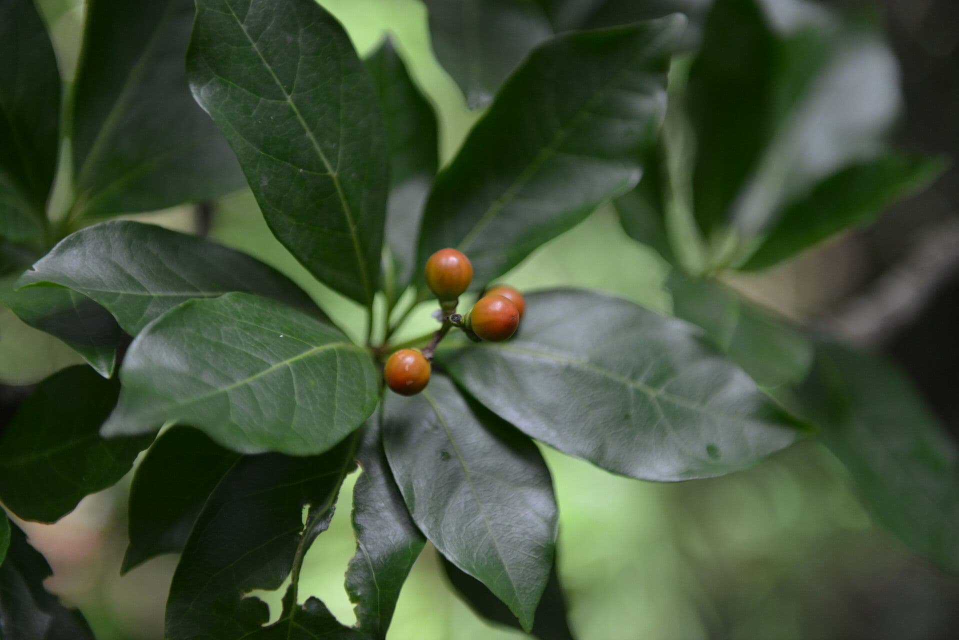 Rochefortia 2