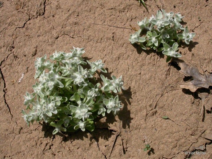 Gnaphalium 11