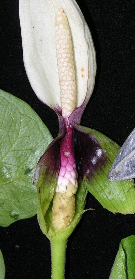Xanthosoma 2
