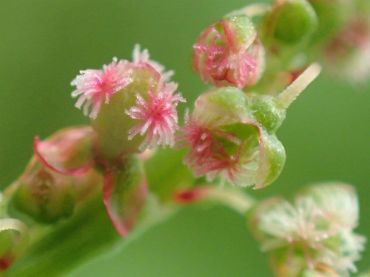 Rumex alpestris 5