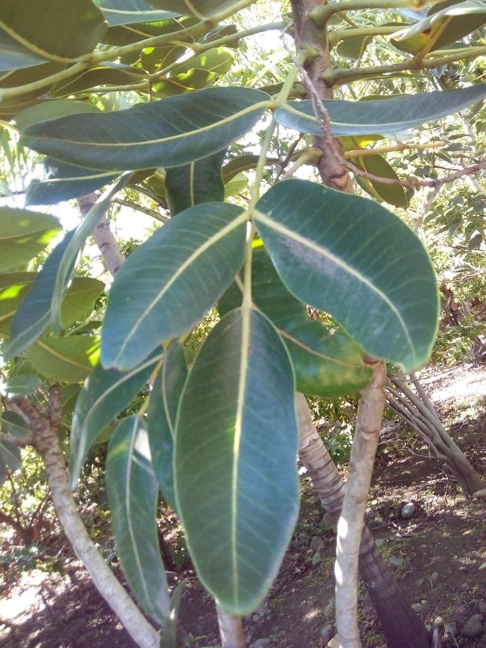 Polyscias 26