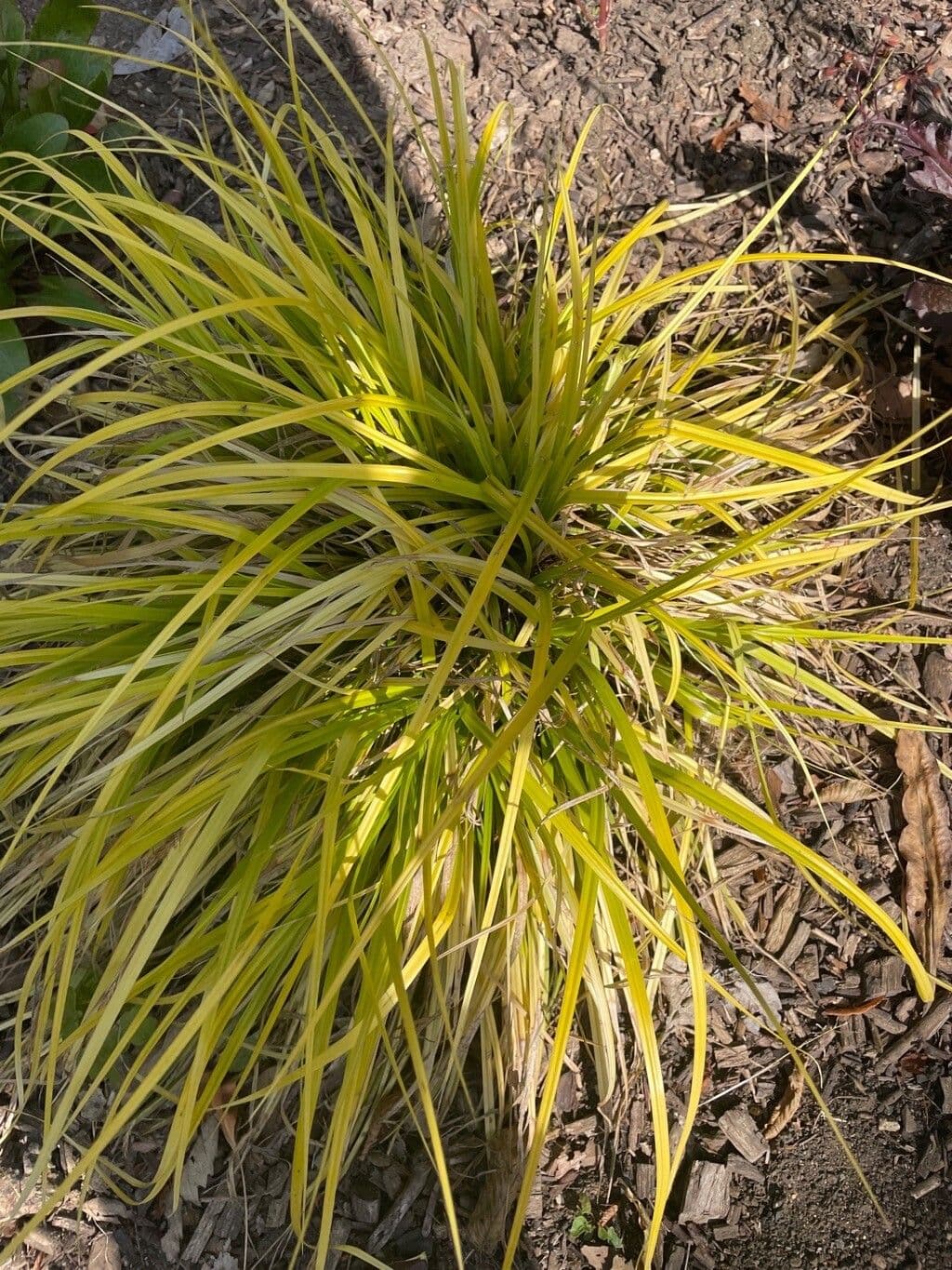 Erba del Giappone 13