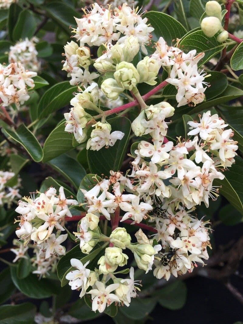 Calycophyllum 2