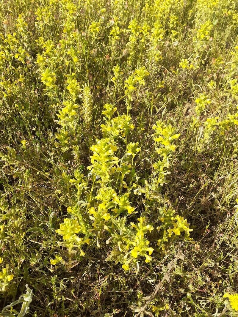 Speronella viscosa 12