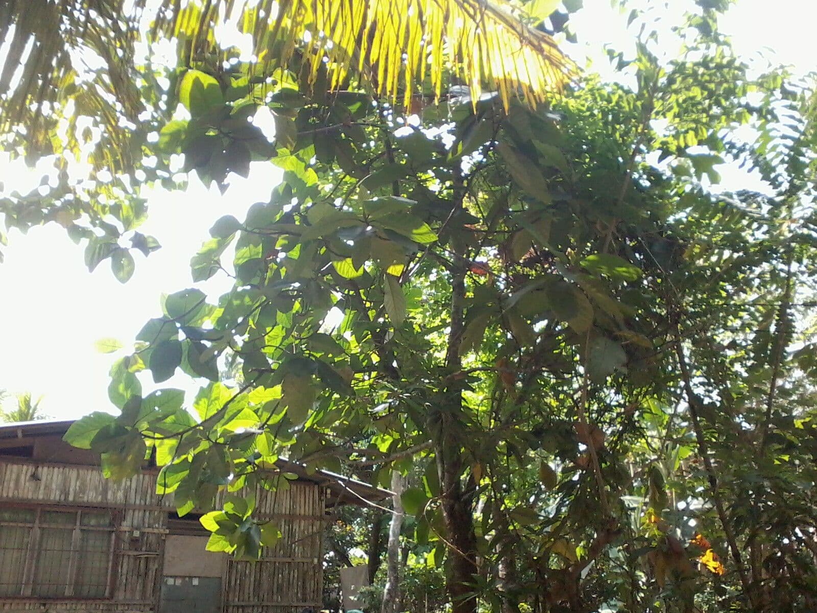 Artocarpus 7