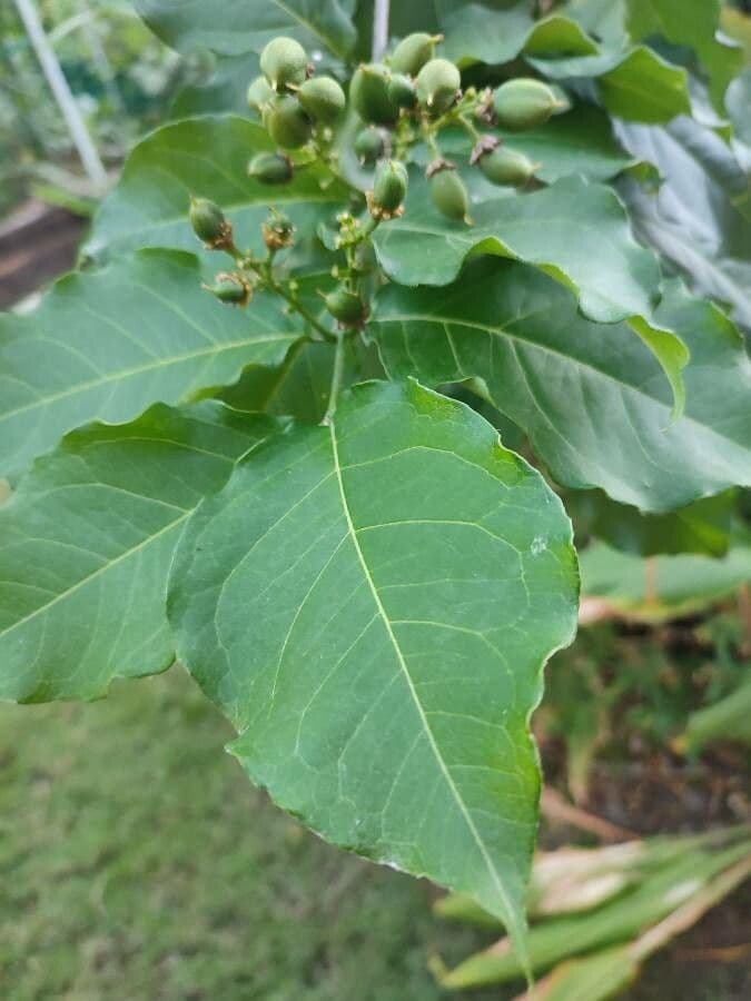 Bunchosie 5