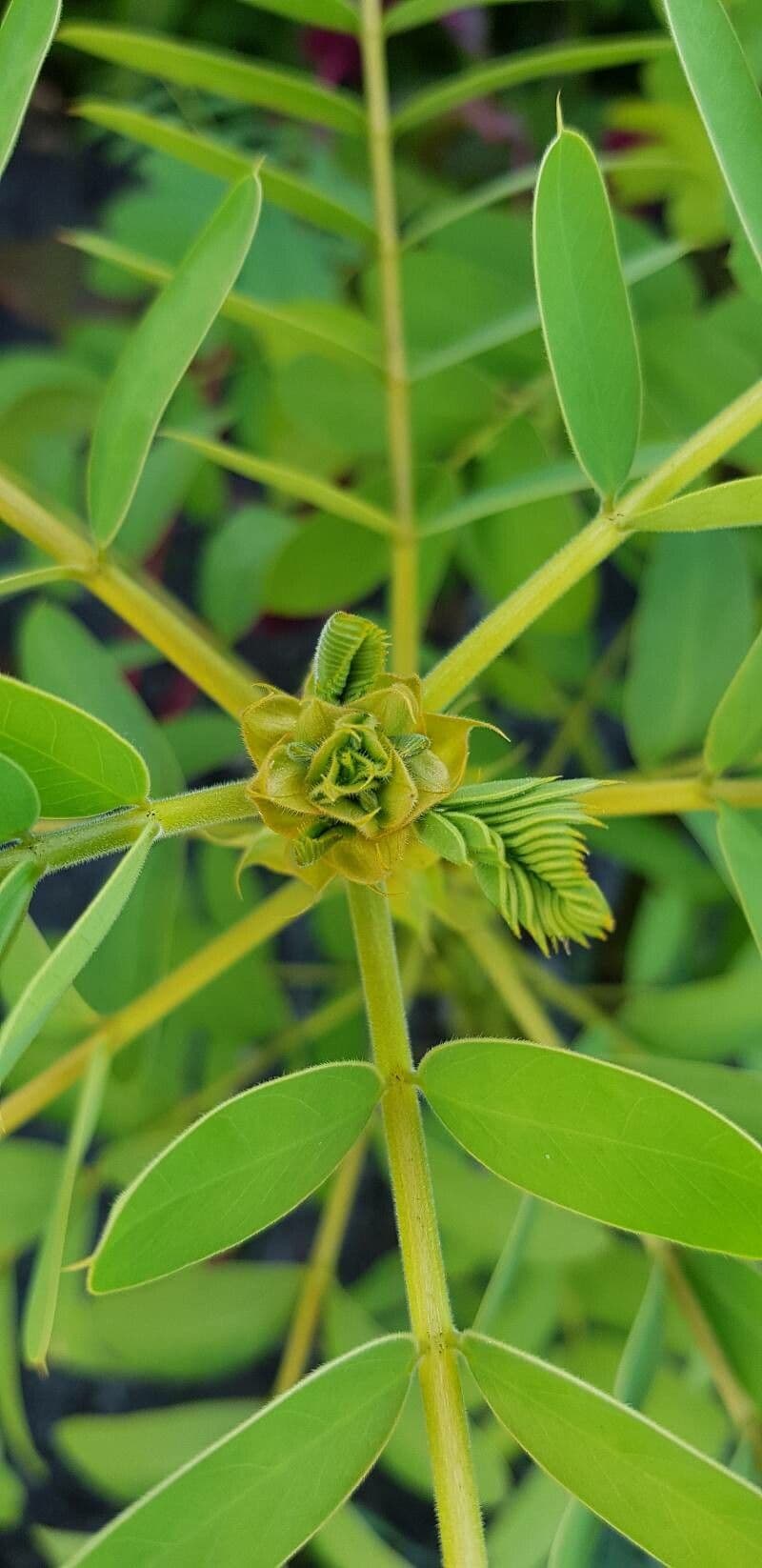 Senna didymobotrya 27