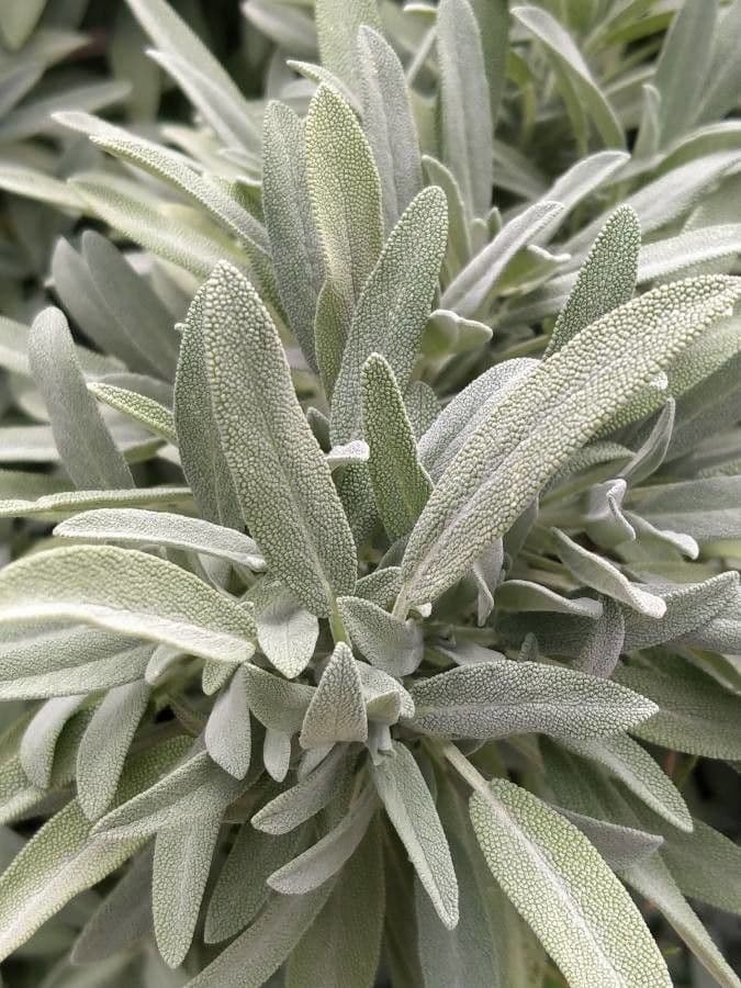 Šalvia lekárska 20