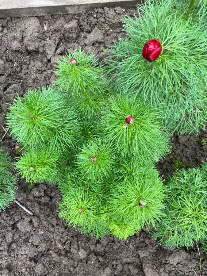 Schmalblättrige Pfingstrose 19