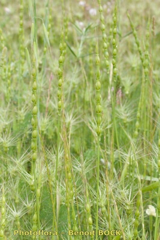 Aegilops ventricosa 13