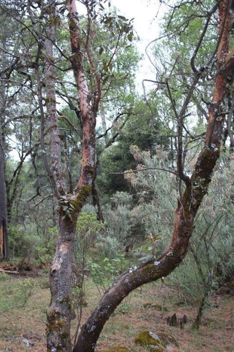Arbutus xalapensis 14
