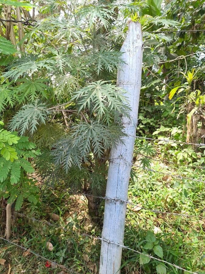 Pianta di corallo 24