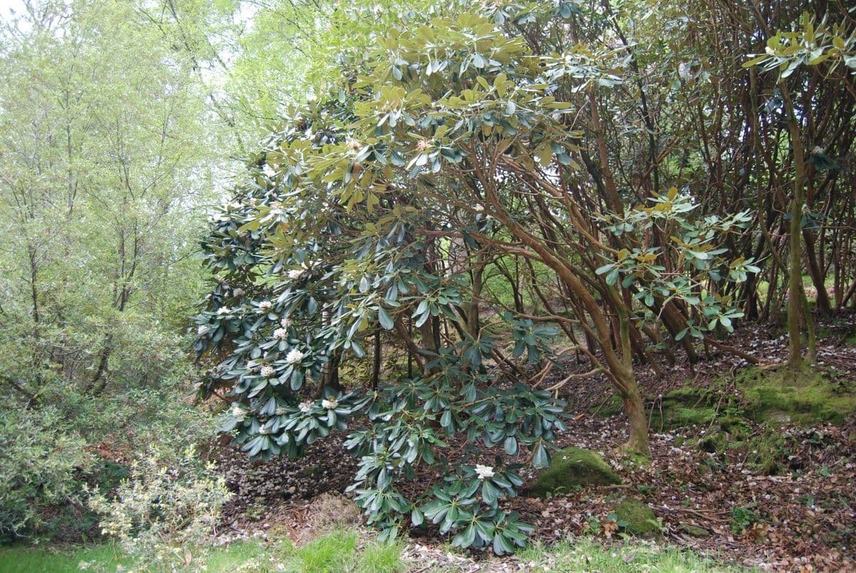 Rododendro 3