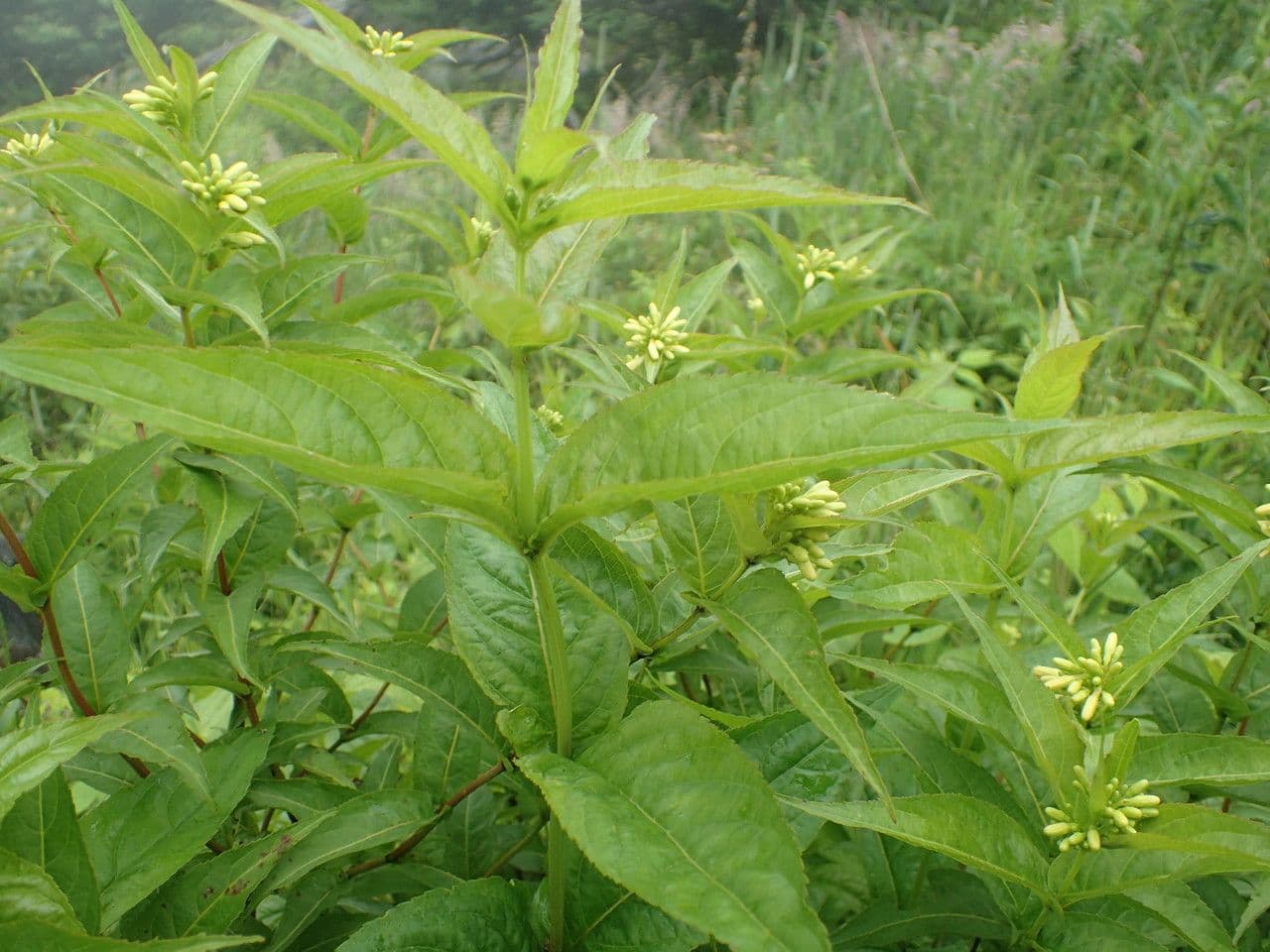 Busch-Honeysuckle 9
