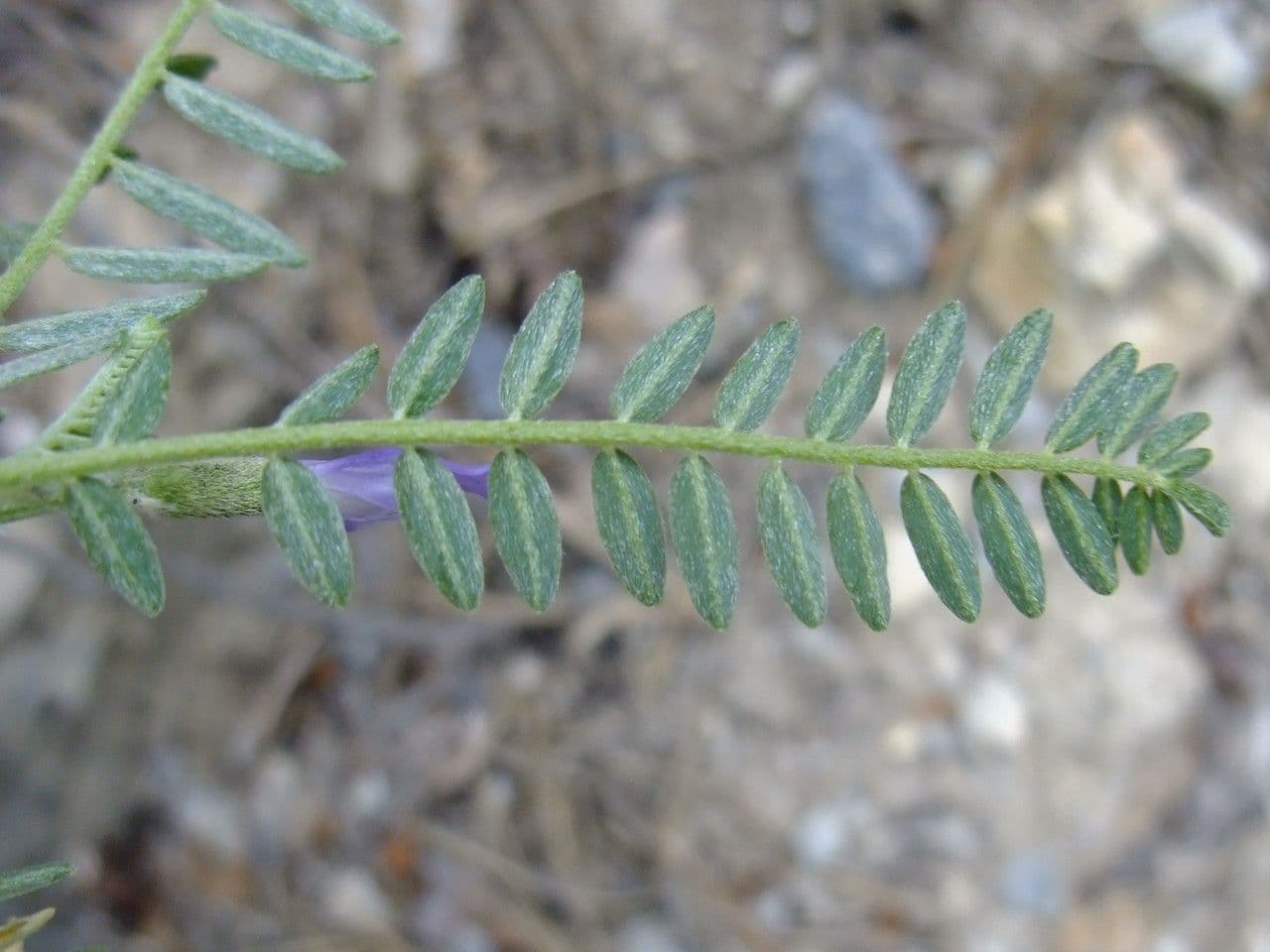 Astragalus onobrychis 14