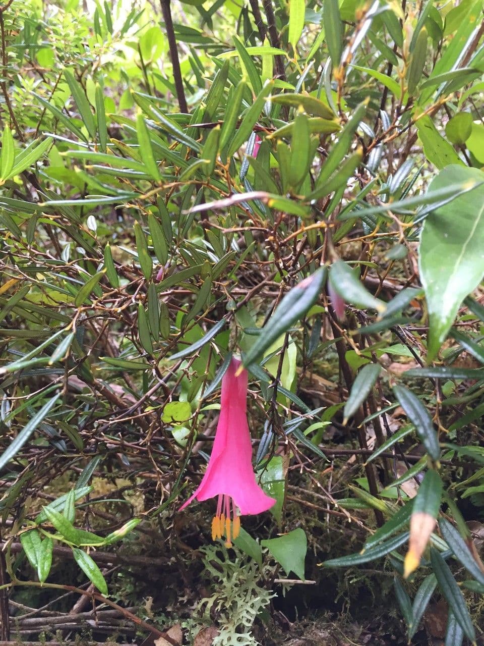 Philesia 19