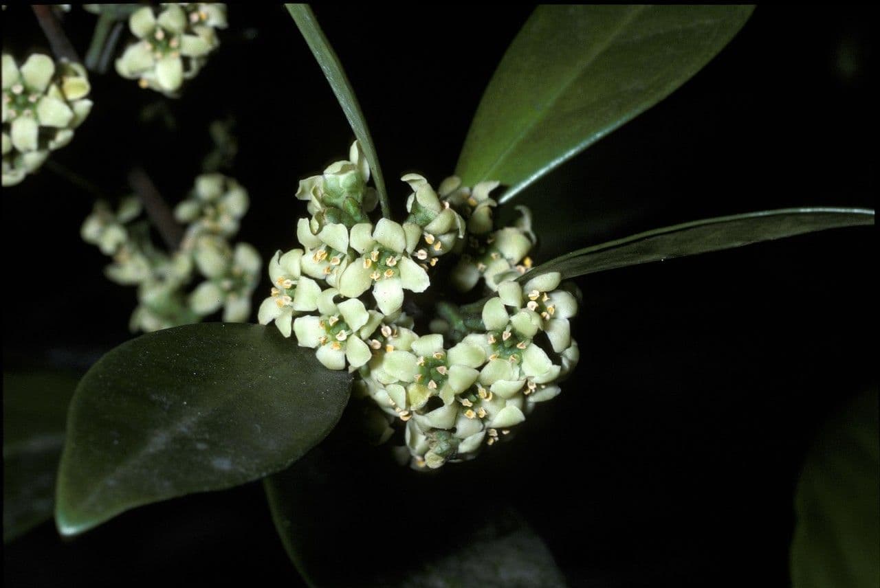 Microtropis