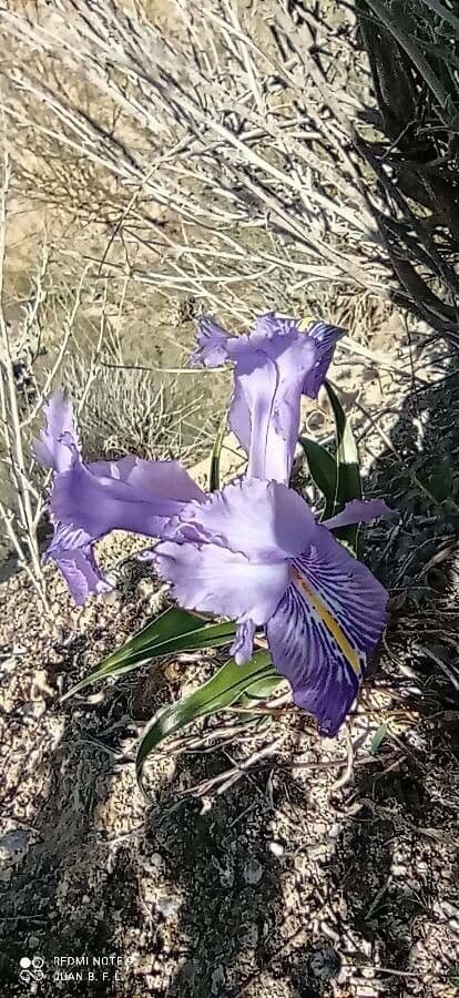 Kosatec ploskolistý 5