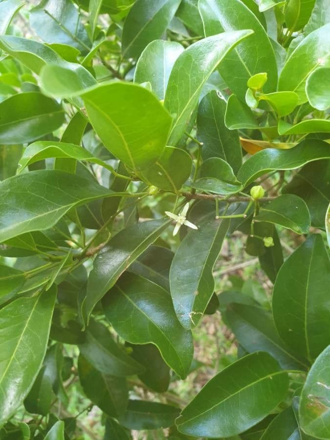 Acronychia laevis 3