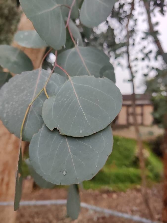 Vielblütiger Eukalyptus 16